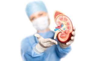 Doctor with face mask and gloves displaying a model of a kidney
