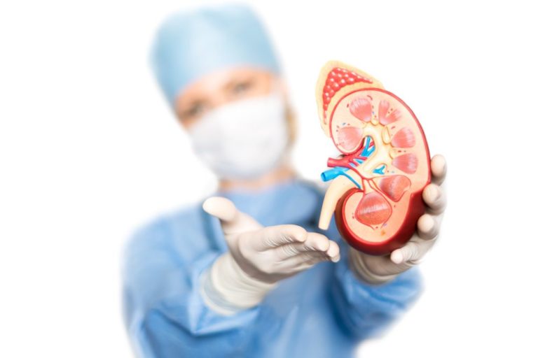 Doctor with face mask and gloves displaying a model of a kidney